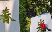 春意盎然，乐享时光——娄葑学校“跟着二十四节气去劳动”之春分节气活动